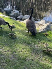 Branta canadensis