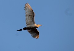 Ardea alba