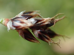 Luzula multiflora multiflora