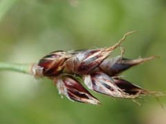 Luzula multiflora multiflora