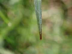 Luzula multiflora multiflora