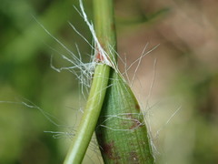 Luzula multiflora multiflora