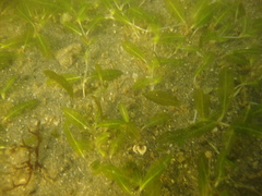 Halophila