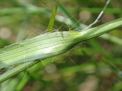 Luzula multiflora multiflora