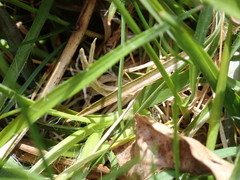 Luzula multiflora multiflora
