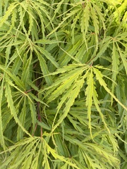 Acer palmatum