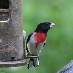 Pheucticus ludovicianus