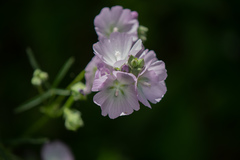 Sidalcea diploscypha