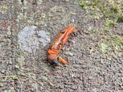 Xuthodes punctipennis