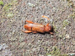 Xuthodes punctipennis