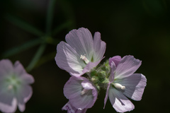Sidalcea diploscypha
