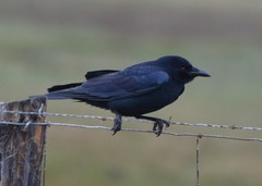 Corvus imparatus