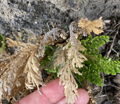 Selaginella