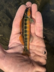 Percina aurantiaca