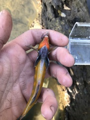 Percina aurantiaca