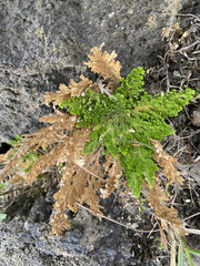 Selaginella