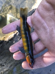 Percina aurantiaca