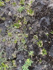 Selaginella