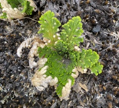 Selaginella