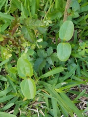 Jatropha gossypiifolia
