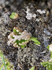 Selaginella