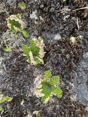 Selaginella
