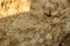 Phaethornis mexicanus