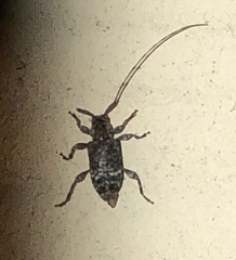 Sternidius punctatus