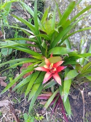 Guzmania lingulata