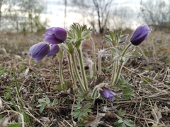Pulsatilla dahurica