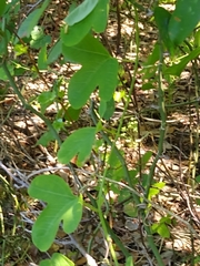 Passifloraceae