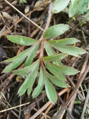 Pulsatilla dahurica