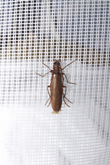 Calopus serraticornis