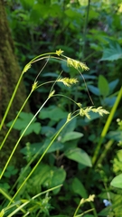 Carex bolanderi