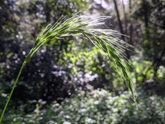 Elymus californicus