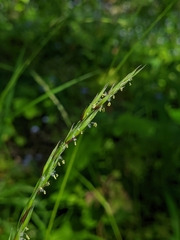 Melica subulata subulata