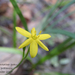Hypoxis pratensis - Photo (c) Marie Tarrant, some rights reserved (CC BY-NC), uploaded by Marie Tarrant