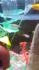 Tanichthys albonubes