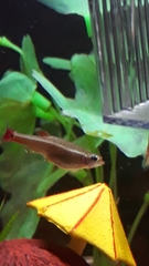 Tanichthys albonubes