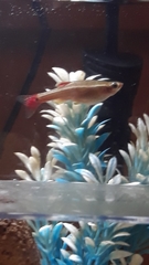 Tanichthys albonubes