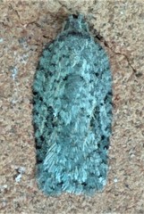Acleris chalybeana