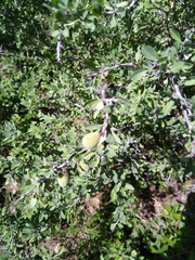 Prunus minutiflora