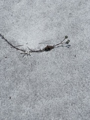 Xylocopa virginica image