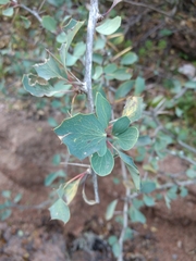 Berberis grevilleana