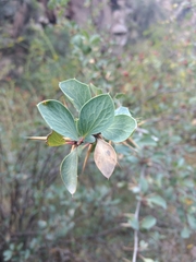 Berberis grevilleana