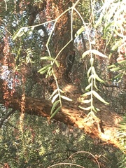 Sphyrapicus ruber × nuchalis