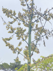 Agave