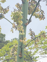 Agave