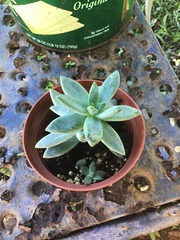 Echeveria colorata