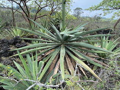 Agave